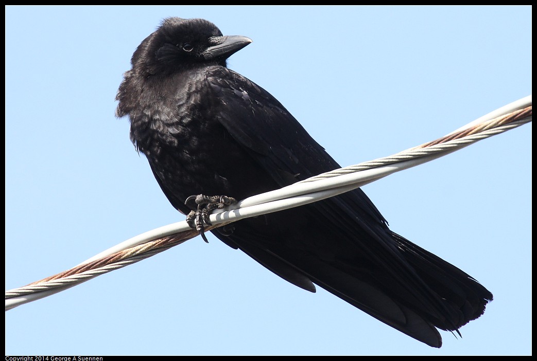 0419-092344-02.jpg - American Crow