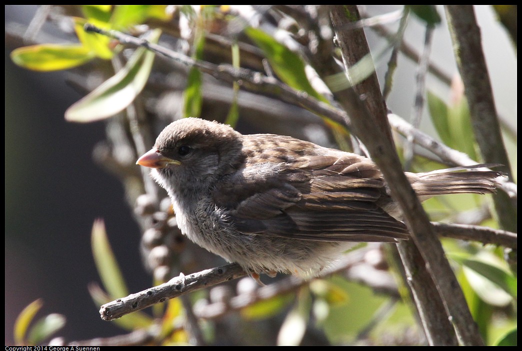 0419-093008-01.jpg - House Sparrow Fledgling