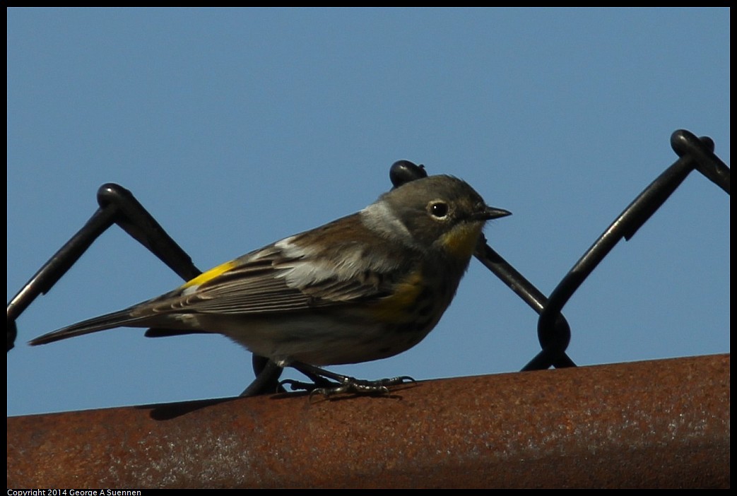 0419-164531-02.jpg - Yellow-rumped Warbler