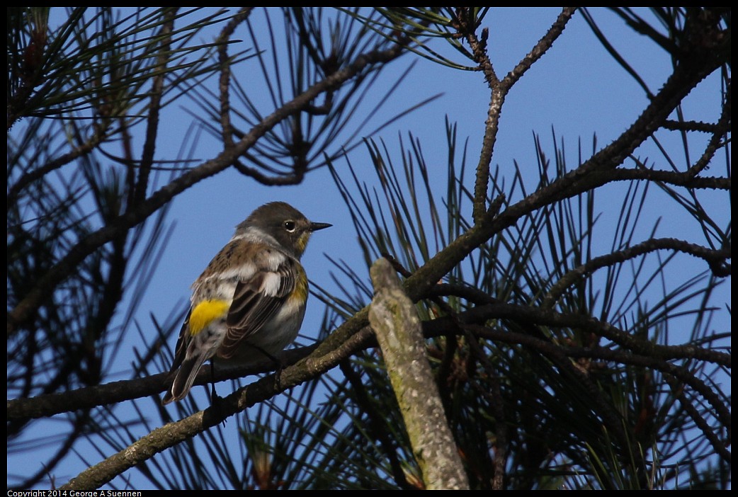 0419-164822-01.jpg - Yellow-rumped Warbler