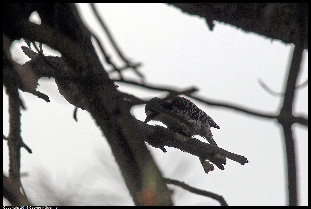 0419-170808-02.jpg - Nuttall's Woodpecker