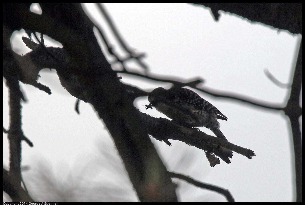 0419-170809-04.jpg - Nuttall's Woodpecker