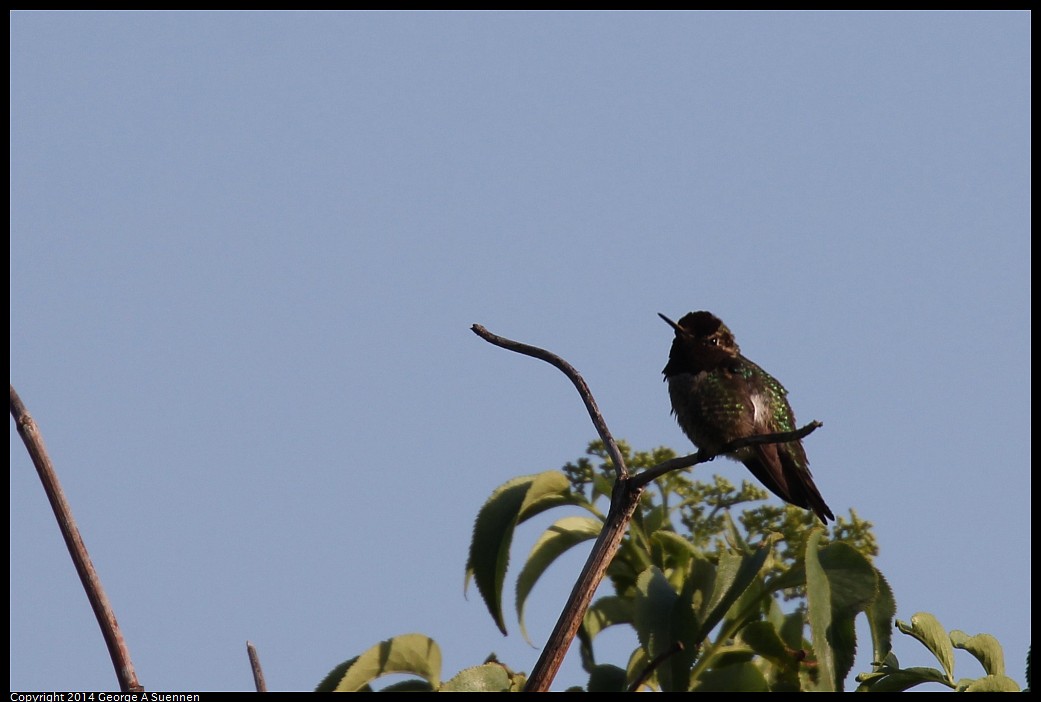 0419-171850-02.jpg - Anna's Hummingbird
