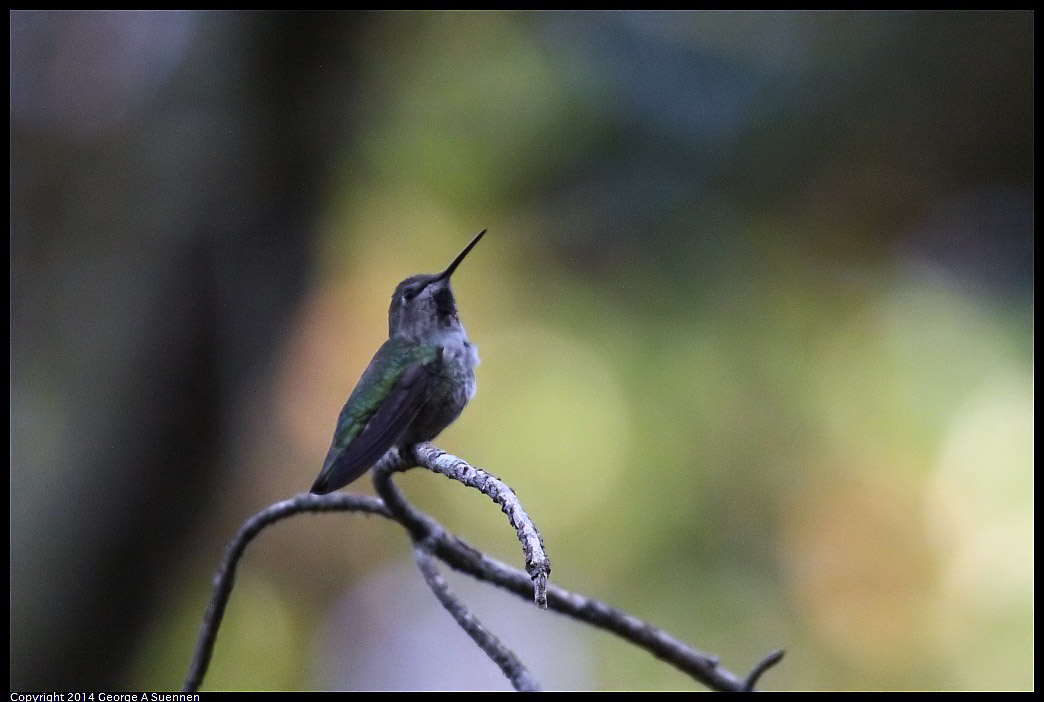 0419-180844-01.jpg - Anna's Hummingbird