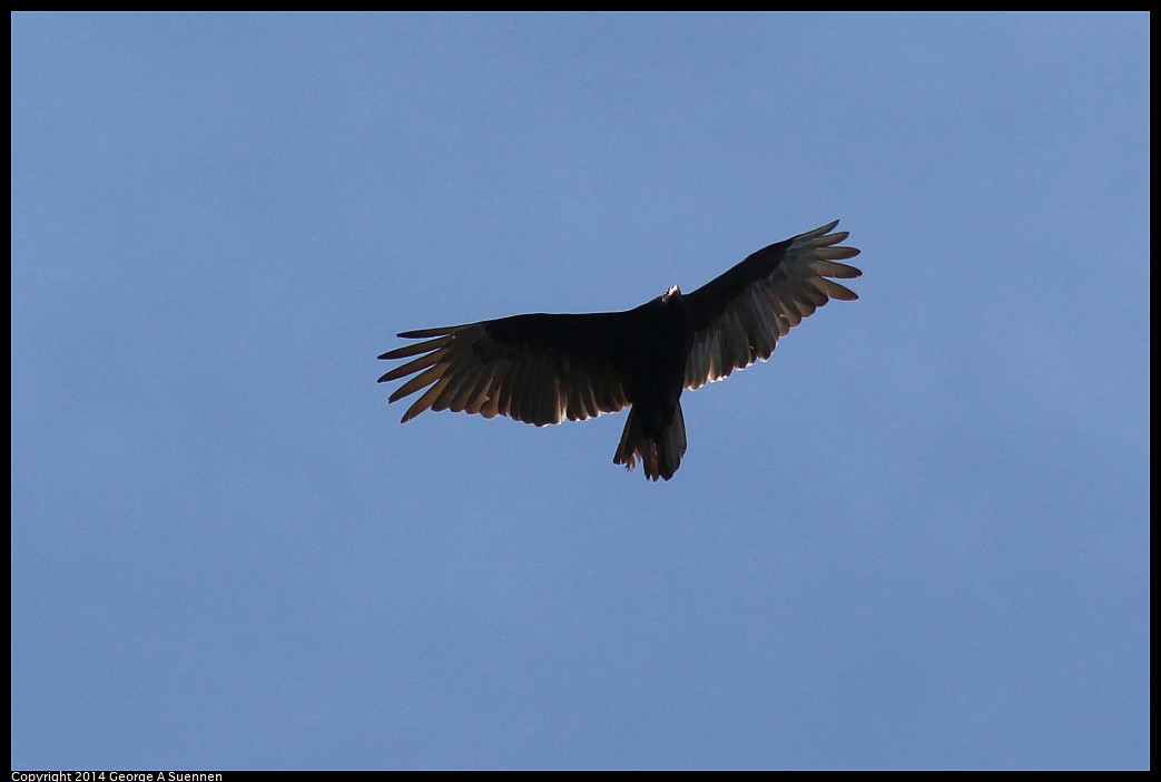 0502-090624-03.jpg - Turkey Vulture