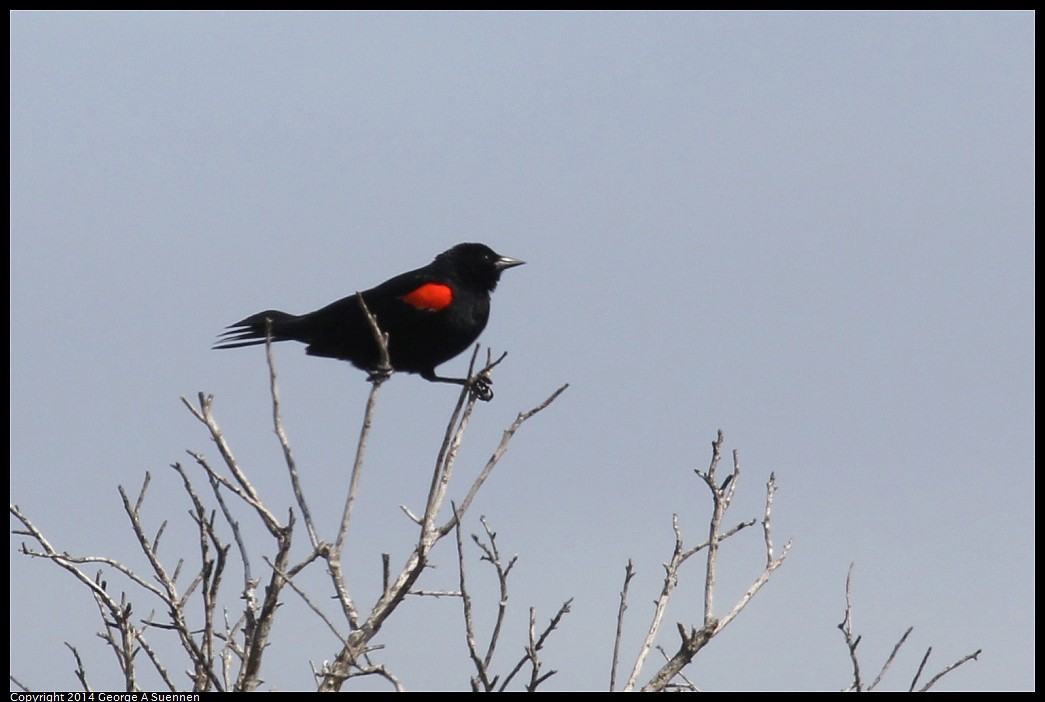 0504-150821-02.jpg - Red-winged Blackbird
