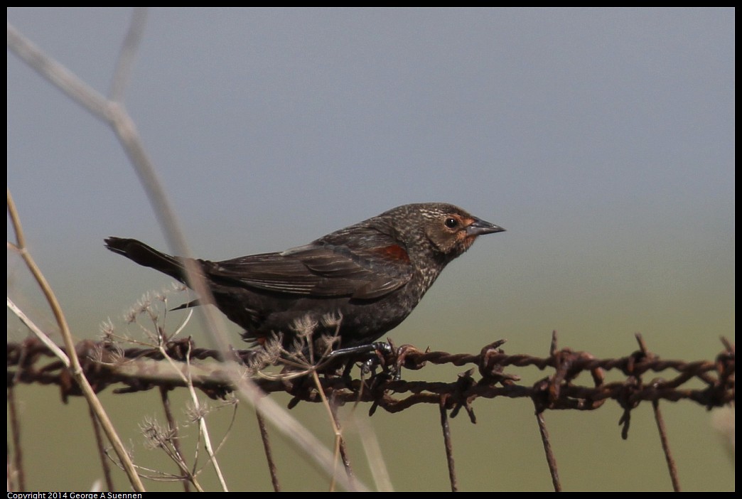 0504-151845-06.jpg - Red-winged Blackbird