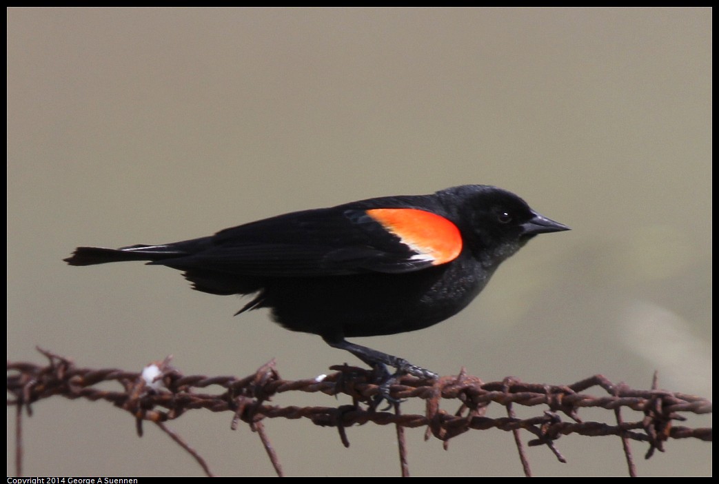 0504-152016-02.jpg - Red-winged Blackbird