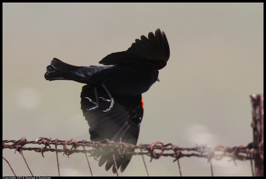 0504-152018-03.jpg - Red-winged Blackbird