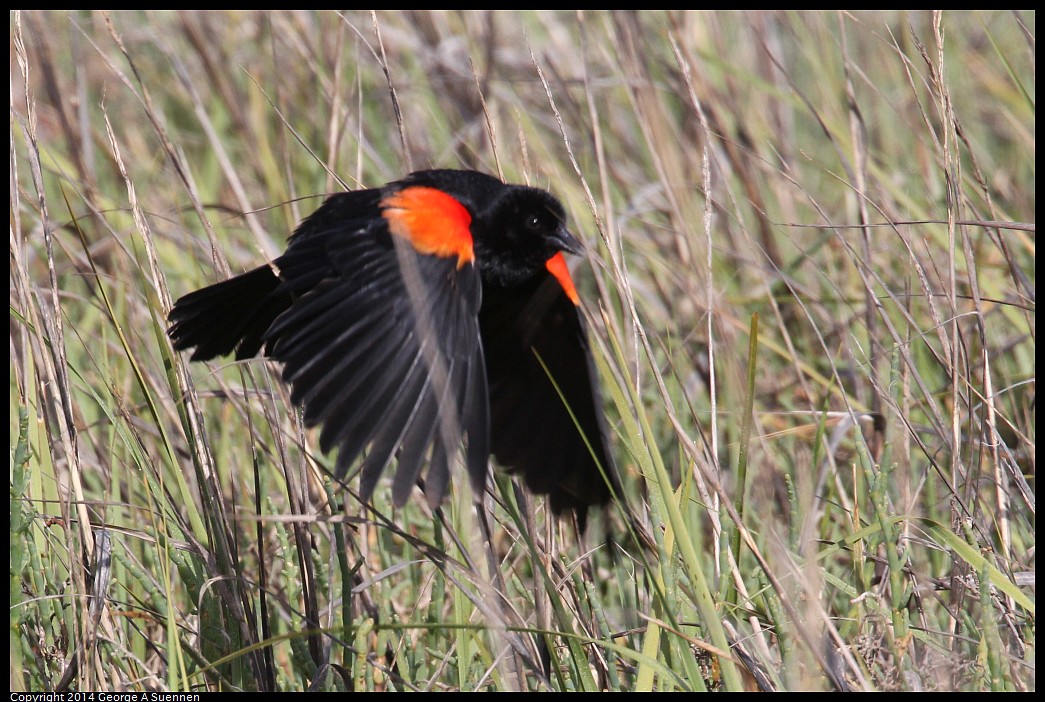 0504-160522-02.jpg - Red-winged Blackbird