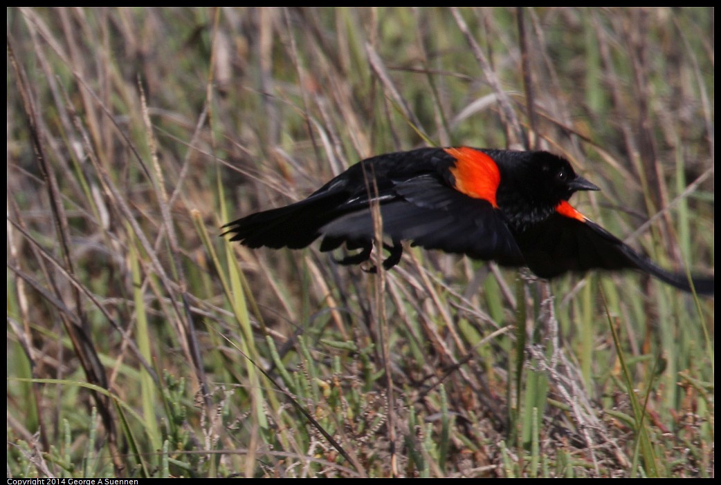 0504-160527-02.jpg - Red-winged Blackbird