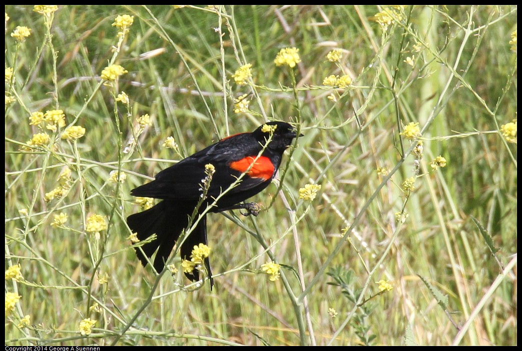 0504-160532-01.jpg - Red-winged Blackbird
