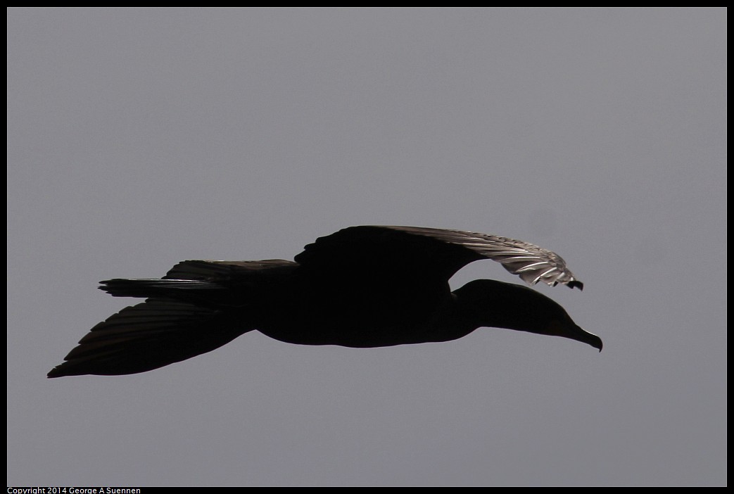 0504-161452-01.jpg - Double-crested Cormorant