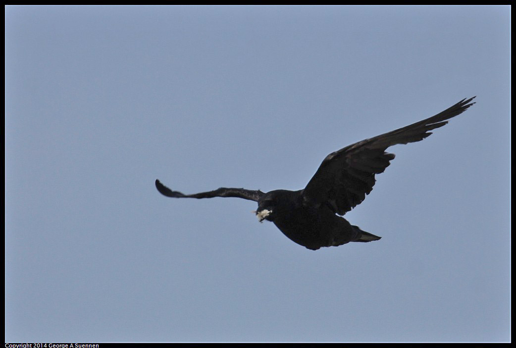 0504-161628-01.jpg - American Crow