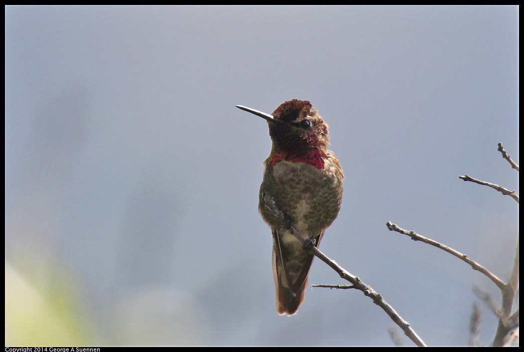 0516-082027-01.jpg - Anna's Hummingbird