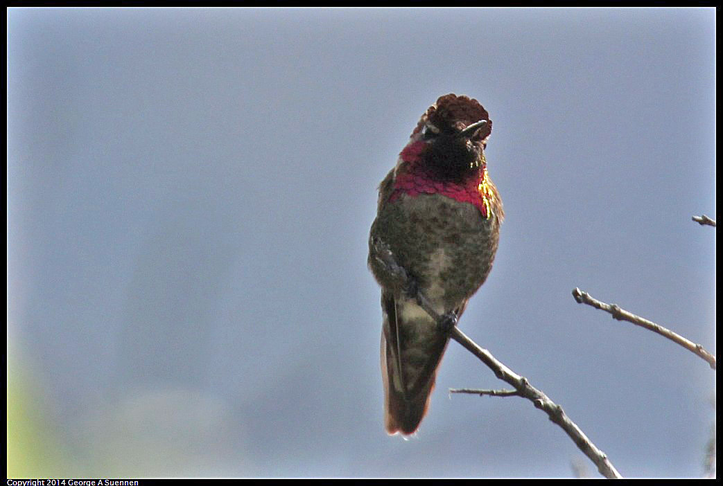 0516-082029-05.jpg - Anna's Hummingbird