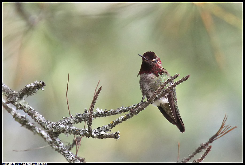 0516-082103-01.jpg - Anna's Hummingbird