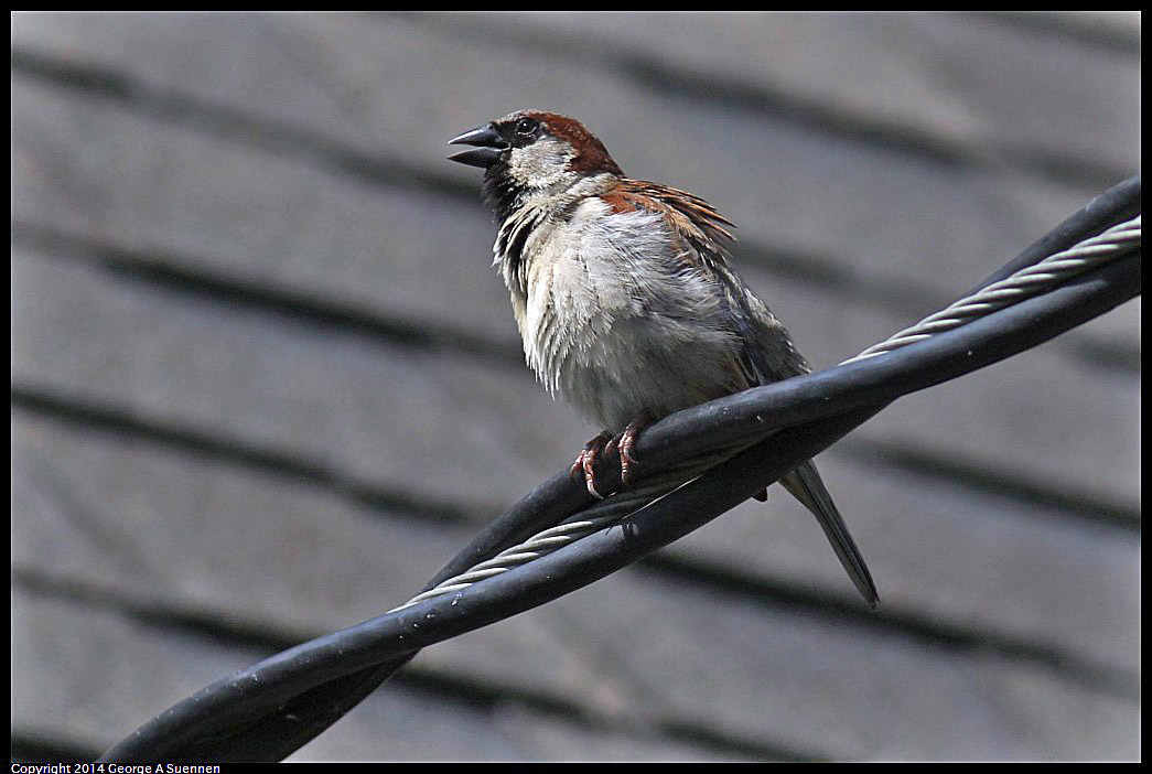 0524-114915-01.jpg - House Sparrow