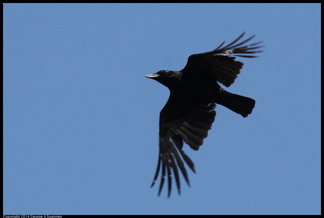 0524-115412-02.jpg - American Crow