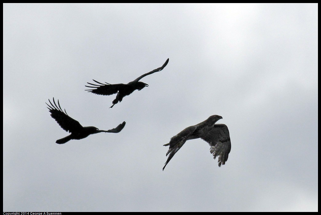 0524-120645-01.jpg - Crows and Osprey
