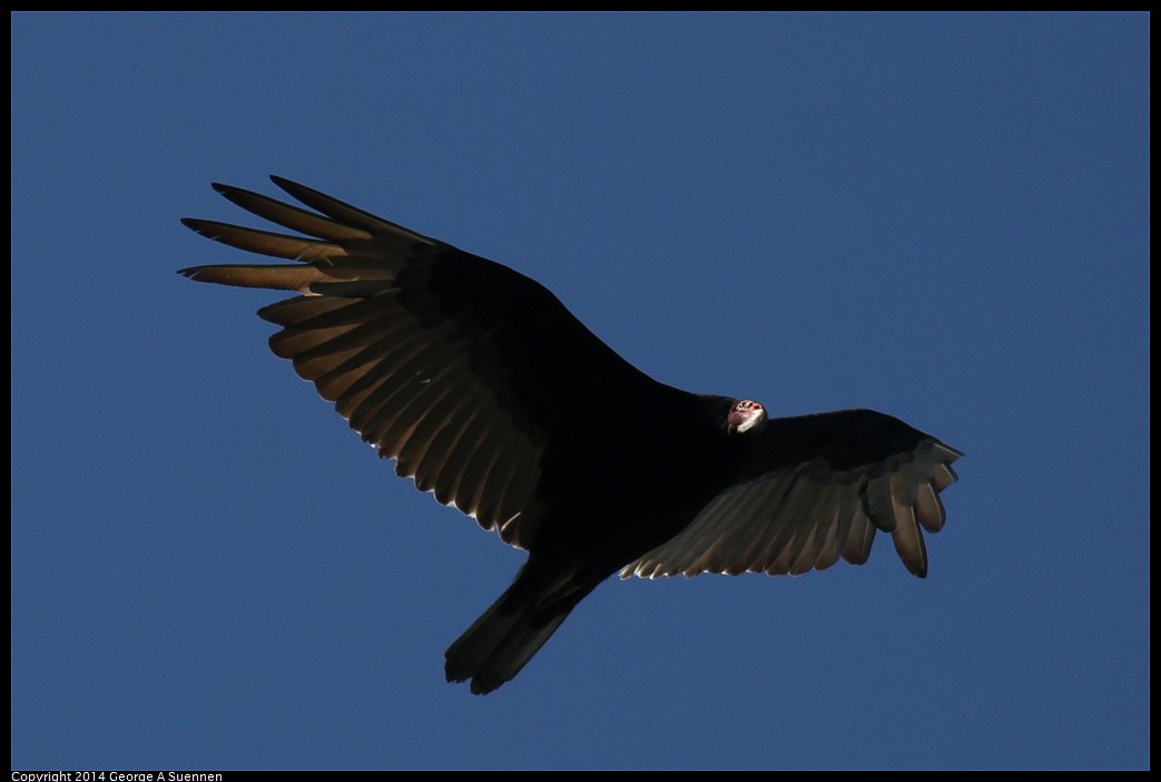 0524-133126-03.jpg - Turkey Vulture