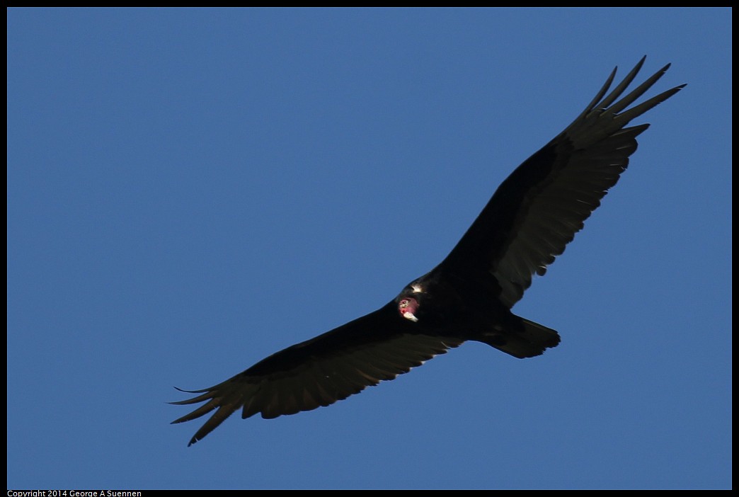 0524-133204-01.jpg - Turkey Vulture