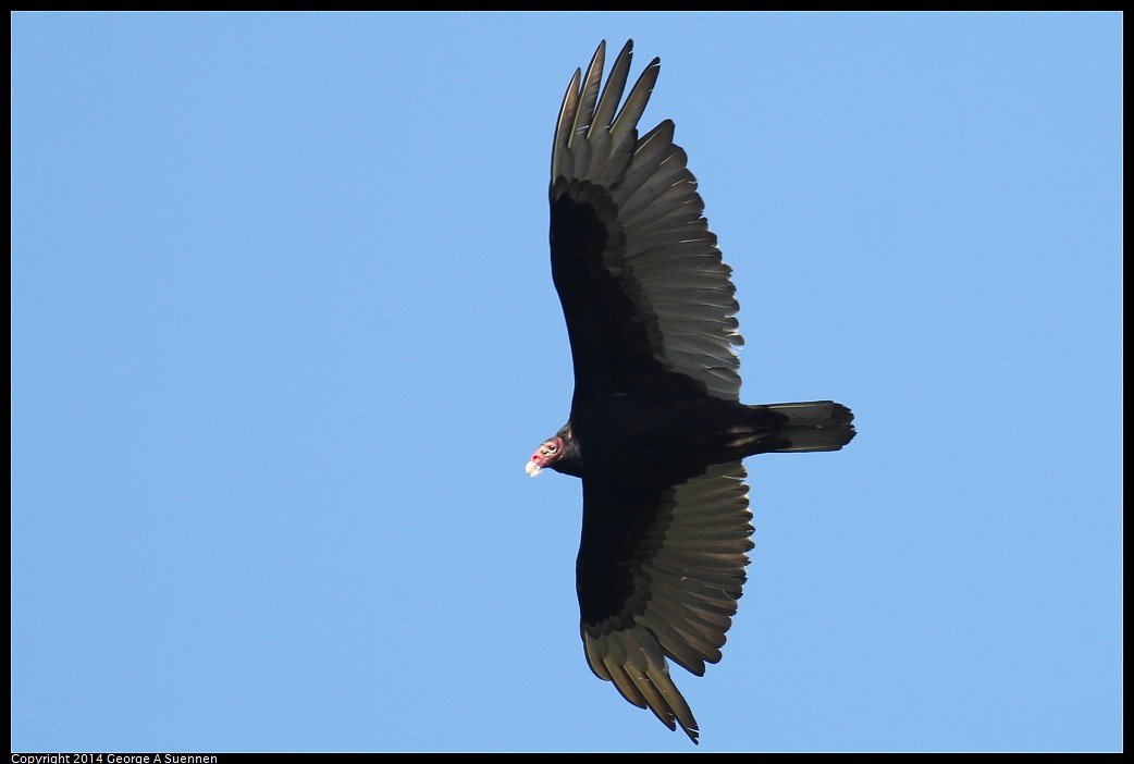 0524-133206-01.jpg - Turkey Vulture
