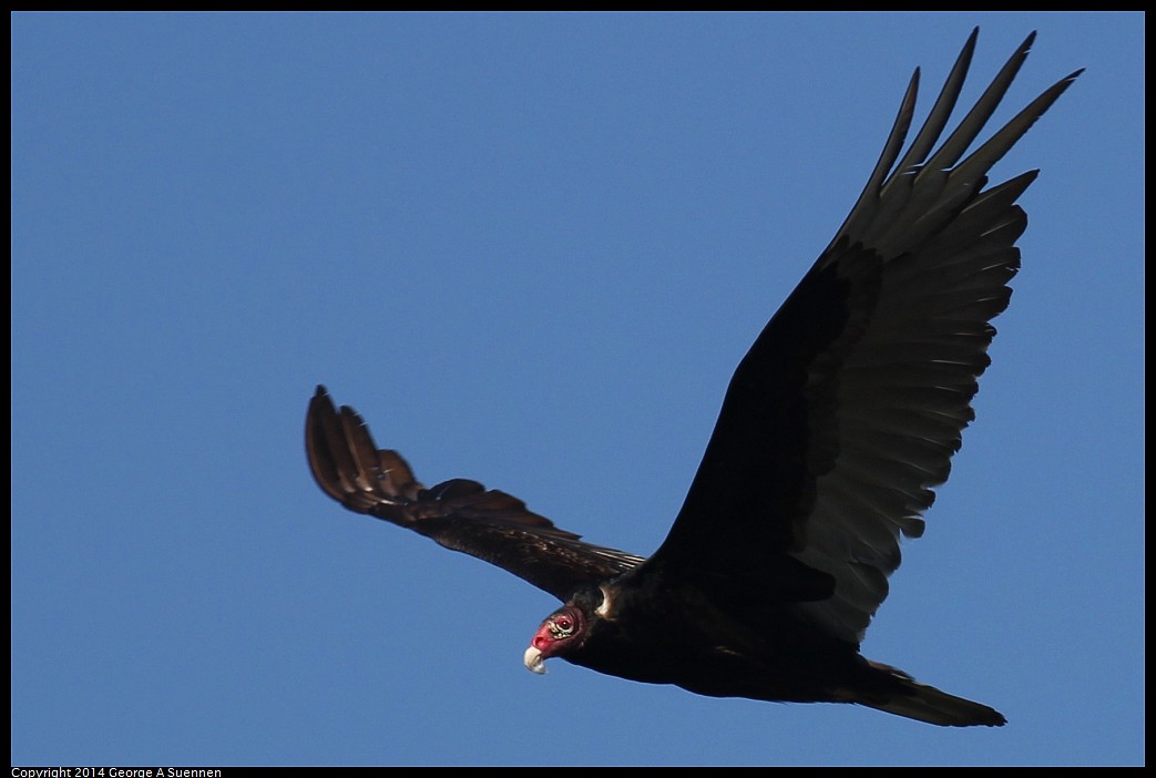 0524-133326-02.jpg - Turkey Vulture