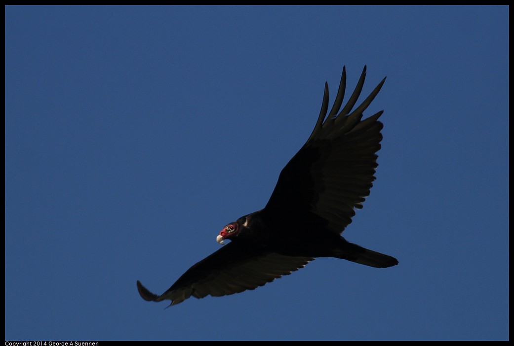 0524-133328-02.jpg - Turkey Vulture