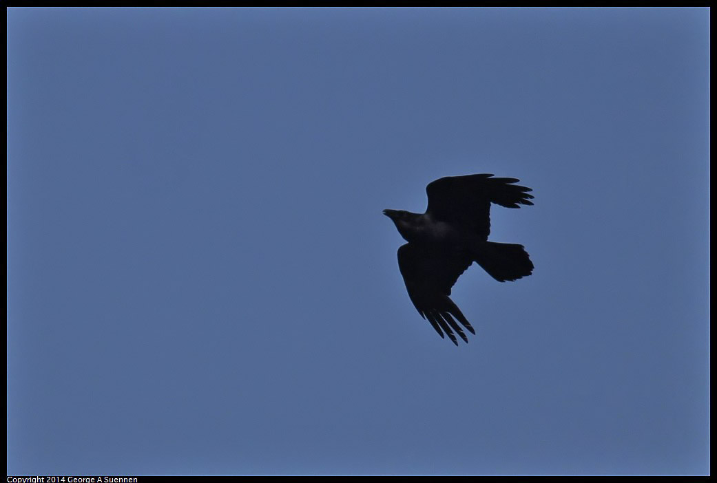 0607-095845-03.jpg - Common Raven