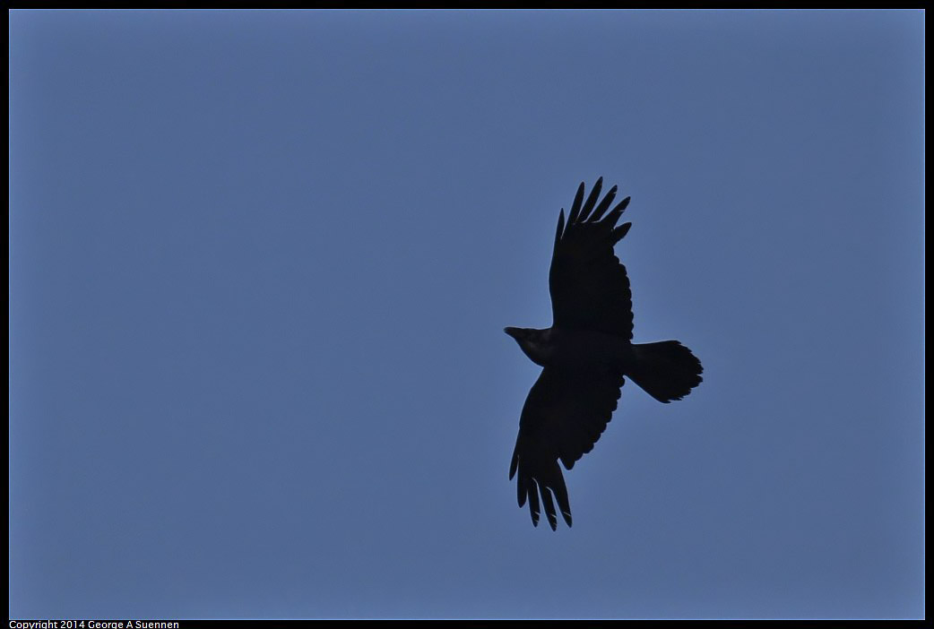 0607-095845-04.jpg - Common Raven