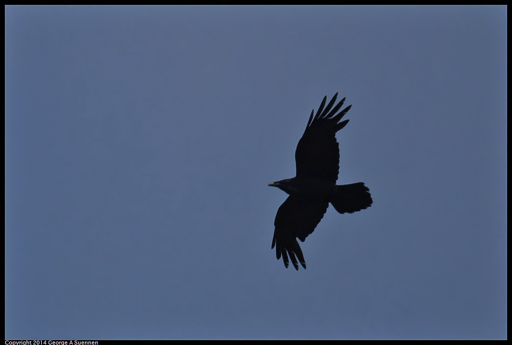 0607-095855-05.jpg - Common Raven