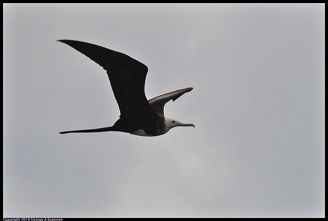 0819-101724-01.jpg - Magnificent Frigatebird
