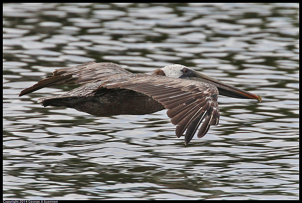 0819-102102-02.jpg - Brown Pelican