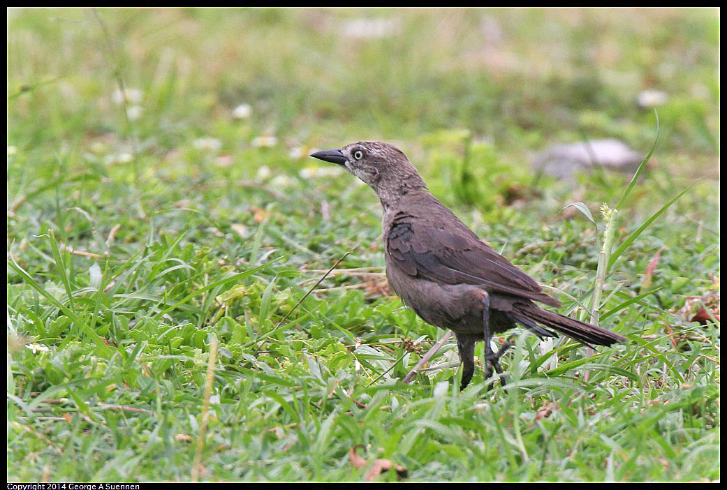 0819-102613-02.jpg - Boat-tailed Grackle
