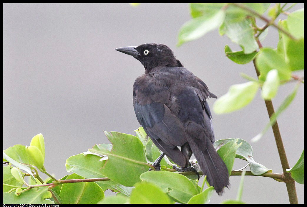 0819-103024-02.jpg - Boat-tailed Grackle