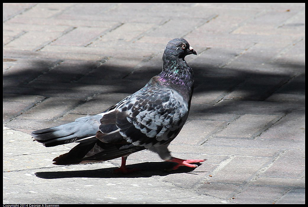 0819-131539-03.jpg - Rock Pigeon