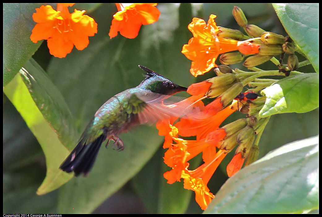 0820-123112-04.jpg - Antillean Crested Hummingbird