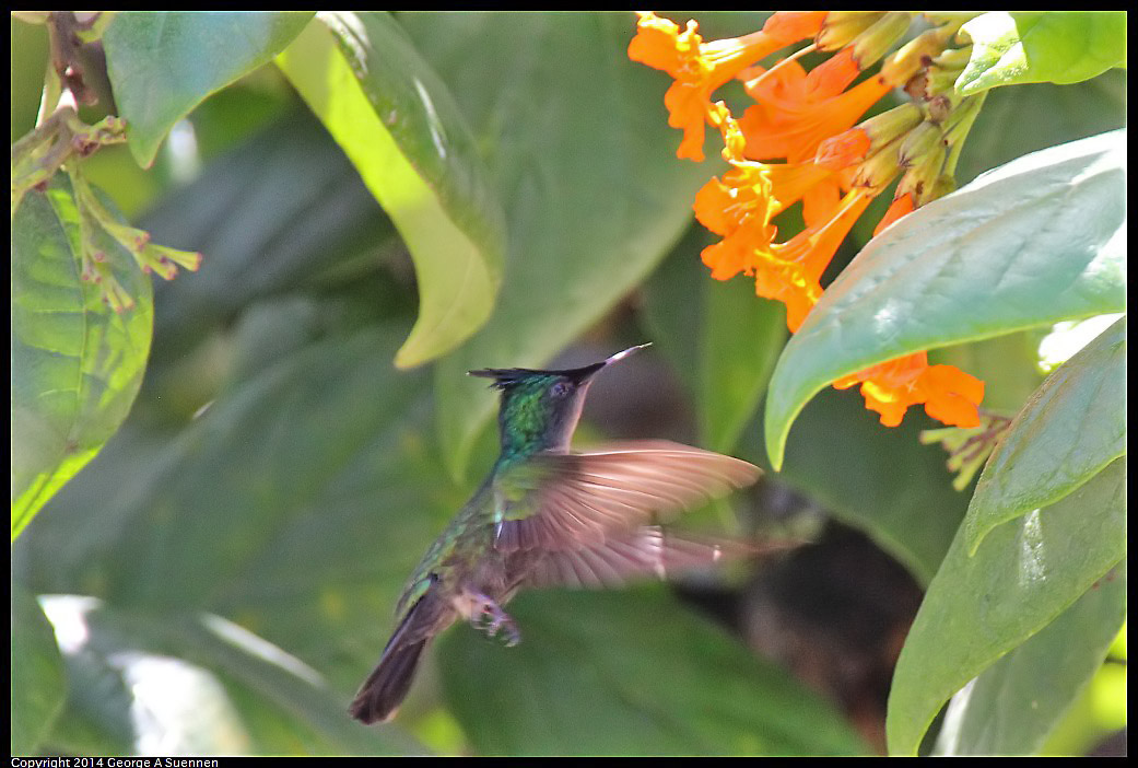 0820-123115-02.jpg - Antillean Crested Hummingbird
