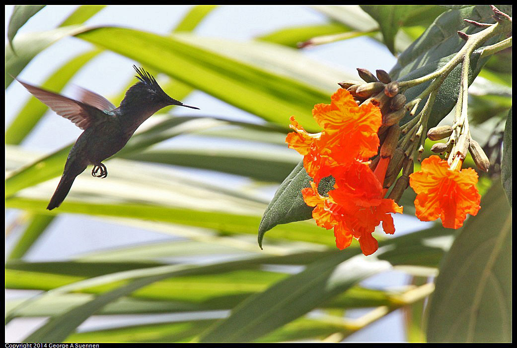 0820-124518-01.jpg - Antillean Crested Hummingbird