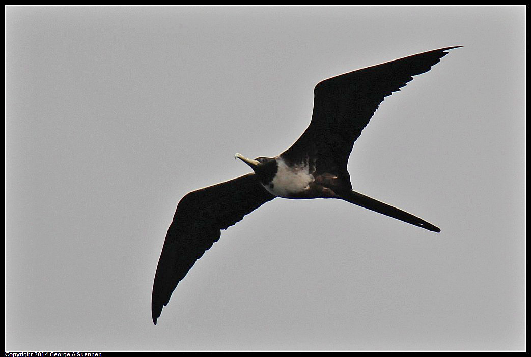 0820-170113-01.jpg - Magnificent Frigatebird