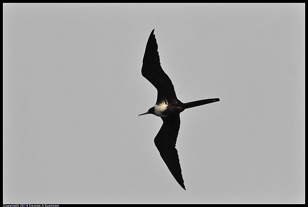 0820-170115-02.jpg - Magnificent Frigatebird