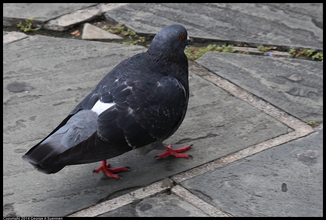 0821-095440-02.jpg - Rock Pigeon