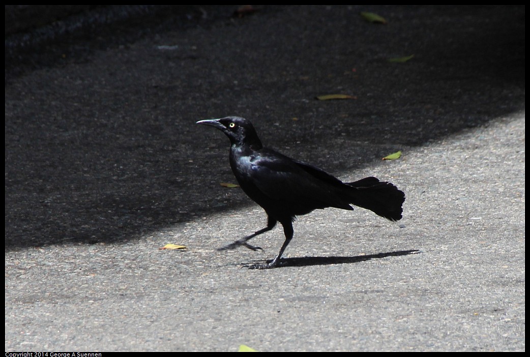 0821-103335-01.jpg - Boat-tailed Grackle