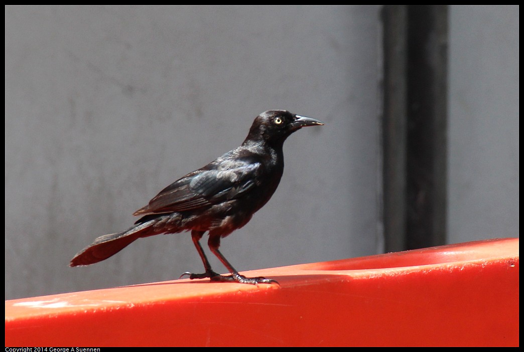 0821-103342-04.jpg - Boat-tailed Grackle