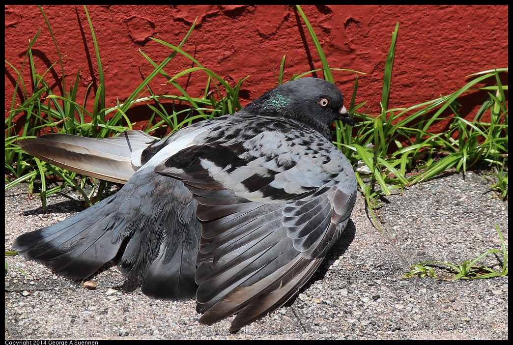 0821-105726-01.jpg - Rock Pigeon