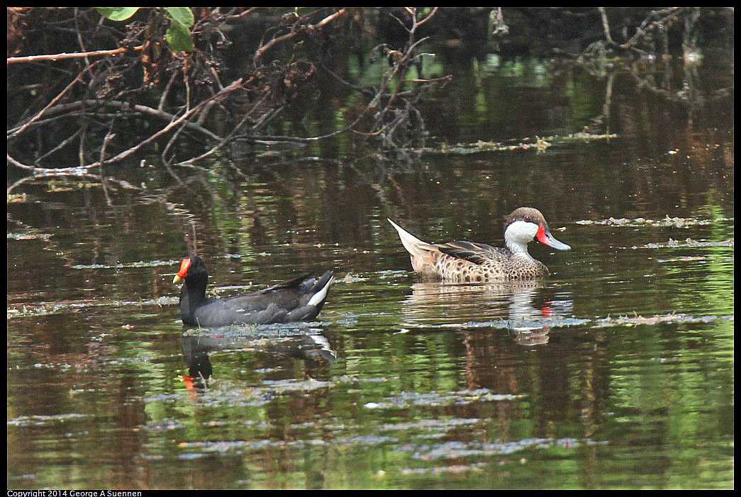 0822-110831-02.jpg - Common Gallinules and White-cheeked Pintail