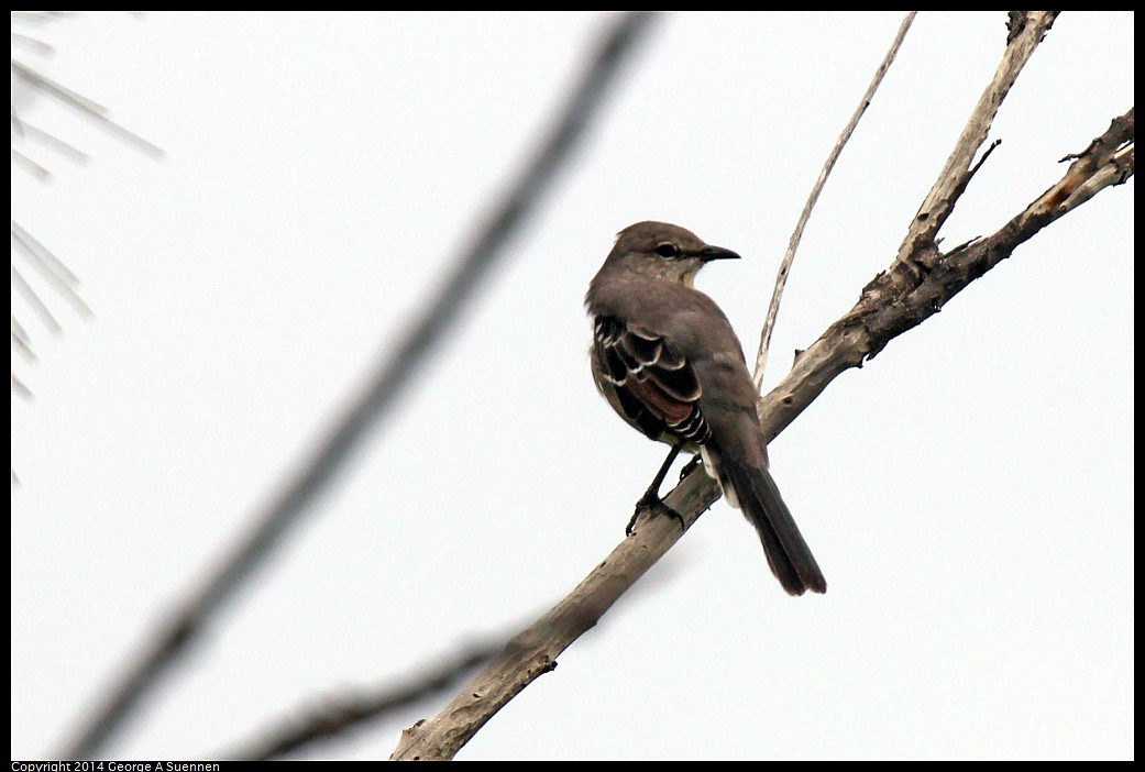 0822-142201-01.jpg - Mockingbird (Northern or Tropical?)