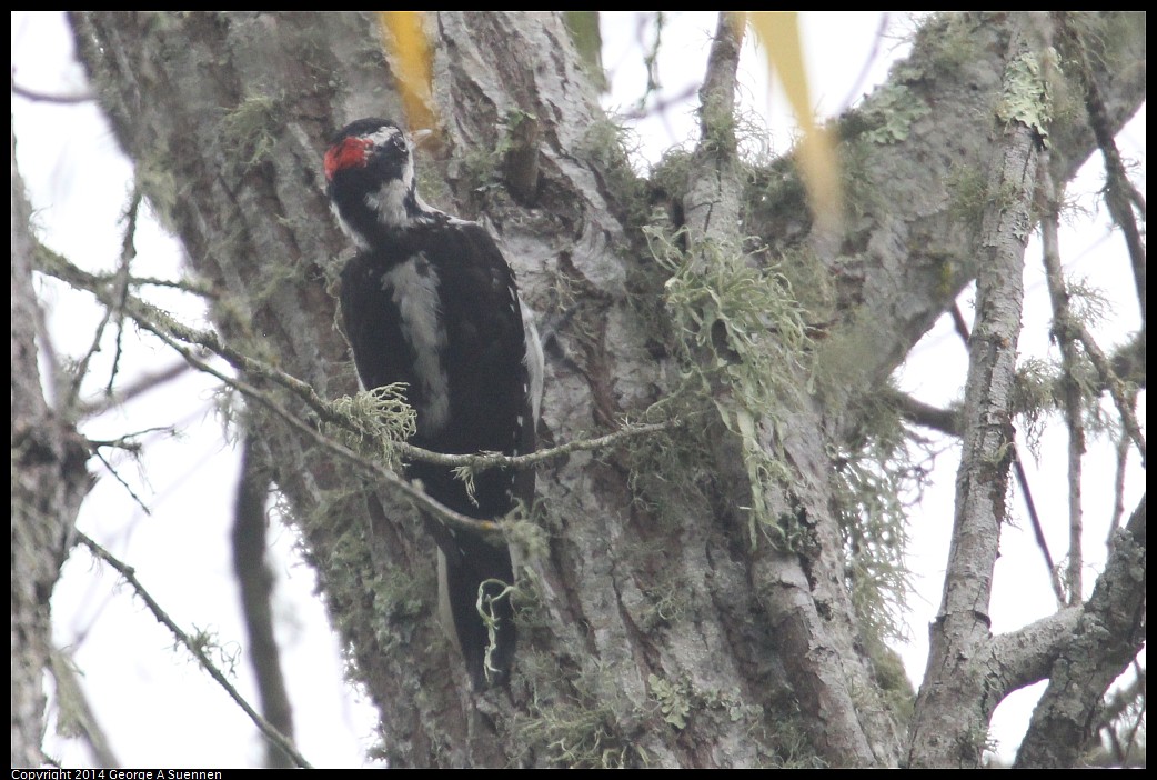 0902-124808-01.jpg - Hairy Woodpecker