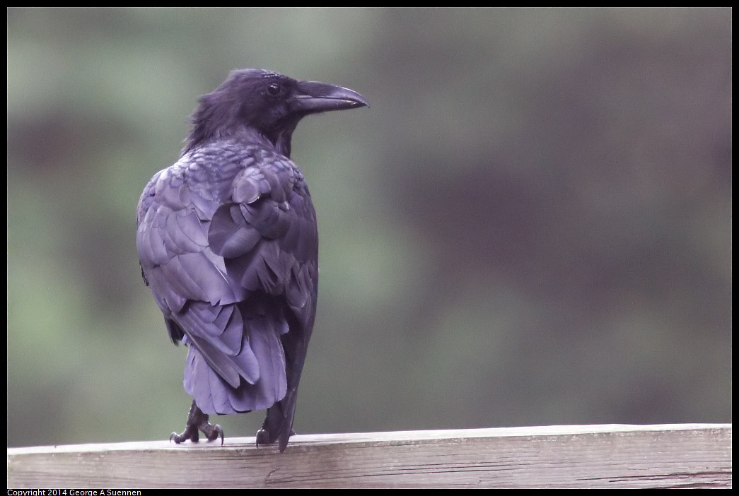 0902-125928-03.jpg - Common Raven